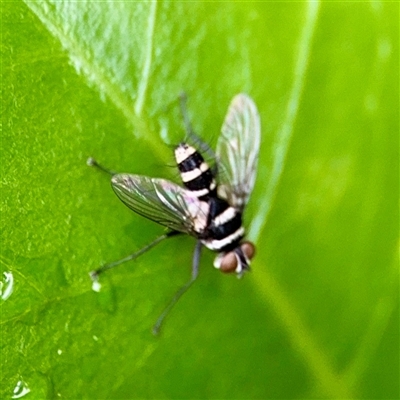 Trigonospila sp. (genus) (A Bristle Fly) at Lane Cove, NSW - 16 Jan 2025 by Hejor1