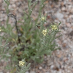 Pseudognaphalium luteoalbum (Jersey Cudweed) at Yaouk, NSW - 5 Dec 2021 by AlisonMilton