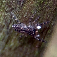 Salpesia sp. (genus) at Lane Cove, NSW - 16 Jan 2025 by Hejor1