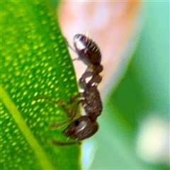 Formicidae (family) (Unidentified ant) at Lane Cove, NSW - 16 Jan 2025 by Hejor1