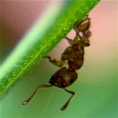 Tetramorium / Austromorium (genus group) at Lane Cove, NSW - 16 Jan 2025 03:27 PM