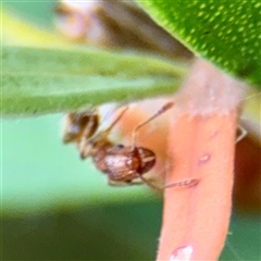 Tetramorium / Austromorium (genus group) at Lane Cove, NSW - 16 Jan 2025 03:27 PM