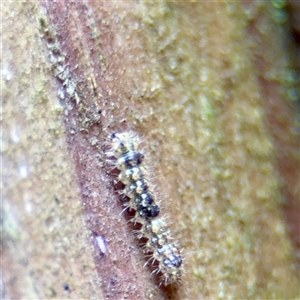 Brunia replana (Lichen-eating Caterpillar) at Lane Cove, NSW by Hejor1