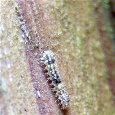 Brunia replana (Lichen-eating Caterpillar) at Lane Cove, NSW - 16 Jan 2025 by Hejor1