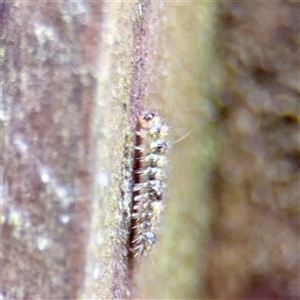 Brunia replana at Lane Cove, NSW - 16 Jan 2025 04:02 PM