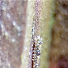 Brunia replana at Lane Cove, NSW - 16 Jan 2025 04:02 PM