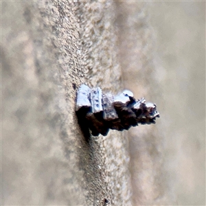Psychidae (family) IMMATURE at Lane Cove, NSW - 16 Jan 2025 03:44 PM