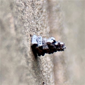 Psychidae (family) IMMATURE (Unidentified case moth or bagworm) at Lane Cove, NSW by Hejor1