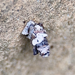 Psychidae (family) IMMATURE at Lane Cove, NSW - 16 Jan 2025 03:44 PM