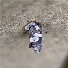 Psychidae (family) IMMATURE at Lane Cove, NSW - 16 Jan 2025 03:44 PM