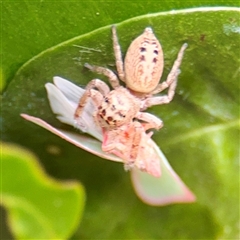 Opisthoncus sp. (genus) (Opisthoncus jumping spider) at Lane Cove, NSW - 16 Jan 2025 by Hejor1