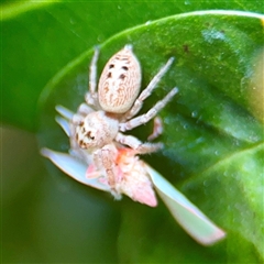 Opisthoncus sp. (genus) at Lane Cove, NSW - 16 Jan 2025 03:35 PM