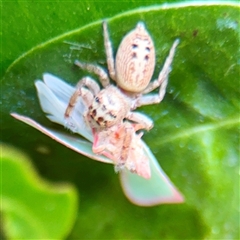 Opisthoncus sp. (genus) at Lane Cove, NSW - 16 Jan 2025 03:35 PM