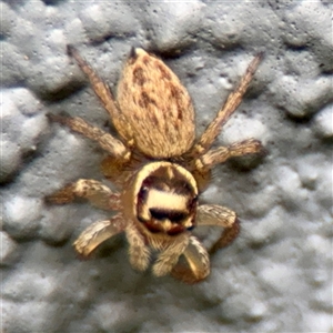 Maratus griseus at Lane Cove, NSW - 16 Jan 2025 03:39 PM