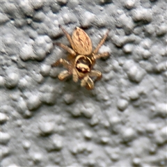 Maratus griseus at Lane Cove, NSW - 16 Jan 2025 03:39 PM