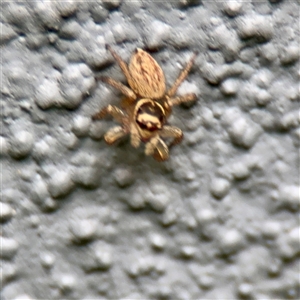 Maratus griseus at Lane Cove, NSW - 16 Jan 2025 03:39 PM