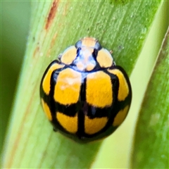 Harmonia testudinaria (Tortoise-shelled ladybird) at Lane Cove, NSW - 16 Jan 2025 by Hejor1