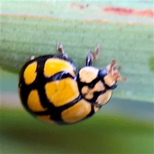 Harmonia testudinaria at Lane Cove, NSW - 16 Jan 2025 03:48 PM