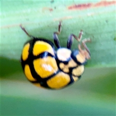 Harmonia testudinaria at Lane Cove, NSW - 16 Jan 2025 03:48 PM