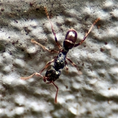 Rhytidoponera sp. (genus) (Rhytidoponera ant) at Lane Cove, NSW - 16 Jan 2025 by Hejor1