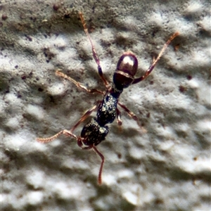 Rhytidoponera sp. (genus) at Lane Cove, NSW - 16 Jan 2025 03:55 PM