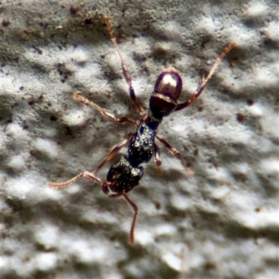 Rhytidoponera sp. (genus) (Rhytidoponera ant) at Lane Cove, NSW - 16 Jan 2025 by Hejor1