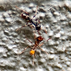 Rhytidoponera sp. (genus) at Lane Cove, NSW - 16 Jan 2025 03:55 PM