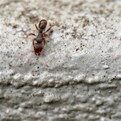 Rhytidoponera sp. (genus) at Lane Cove, NSW - 16 Jan 2025 03:55 PM