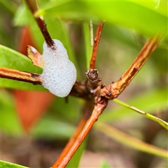 Aphrophorinae (subfamily) (Unidentified spittlebug) at Lane Cove, NSW - 16 Jan 2025 by Hejor1