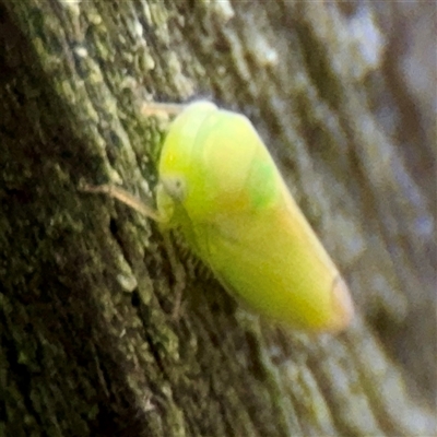 Siphanta acuta at Lane Cove, NSW - 16 Jan 2025 by Hejor1