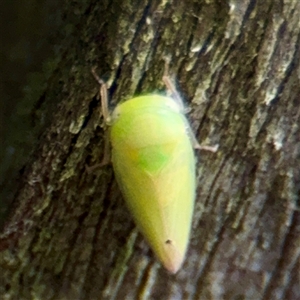 Cicadellidae (family) at Lane Cove, NSW - 16 Jan 2025 04:00 PM