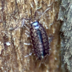 Porcellio scaber at Lane Cove, NSW - 16 Jan 2025 by Hejor1