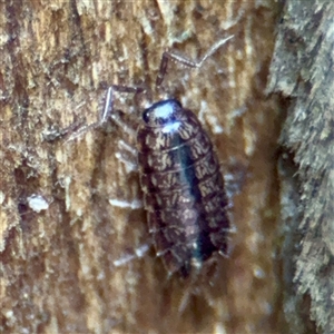 Porcellio scaber at Lane Cove, NSW by Hejor1