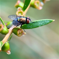 Lucilia sp. (genus) at Lane Cove, NSW - 16 Jan 2025 by Hejor1