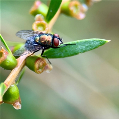 Lucilia sp. (genus) at Lane Cove, NSW - 16 Jan 2025 by Hejor1