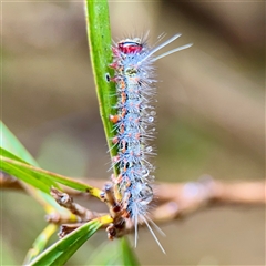 Epicoma melanospila at Lane Cove, NSW - 16 Jan 2025 02:29 PM