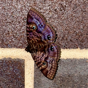 Speiredonia spectans (Granny's Cloak Moth) at Lane Cove, NSW by Hejor1