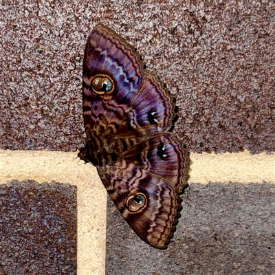 Speiredonia spectans (Granny's Cloak Moth) at Lane Cove, NSW - 16 Jan 2025 by Hejor1