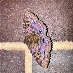 Speiredonia spectans at Lane Cove, NSW - 16 Jan 2025 02:18 PM