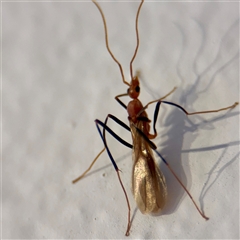 Leptomyrmex sp. (genus) (Spider ant) at East Killara, NSW - 15 Jan 2025 by Hejor1