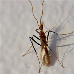 Leptomyrmex sp. (genus) at East Killara, NSW - 16 Jan 2025 10:24 AM