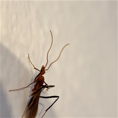 Leptomyrmex sp. (genus) at East Killara, NSW - 16 Jan 2025 10:24 AM