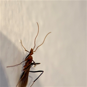 Leptomyrmex sp. (genus) at East Killara, NSW - 16 Jan 2025 10:24 AM