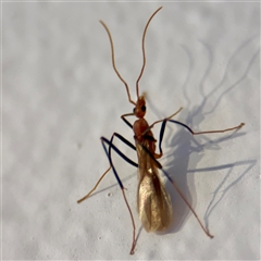 Leptomyrmex sp. (genus) at East Killara, NSW - 16 Jan 2025 10:24 AM