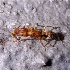 Tetramorium / Austromorium (genus group) (Pennant ants) at Campbelltown, NSW - 15 Jan 2025 by Hejor1