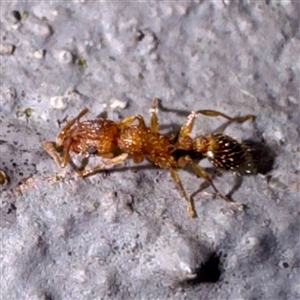 Tetramorium / Austromorium (genus group) at Campbelltown, NSW - 15 Jan 2025 06:22 PM