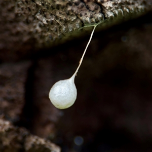 Tamopsis sp. (genus) at Lane Cove, NSW - 16 Jan 2025