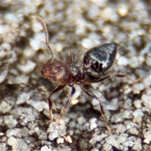 Crematogaster sp. (genus) at Lane Cove, NSW - 16 Jan 2025 03:21 PM