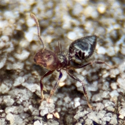 Crematogaster sp. (genus) (Acrobat ant, Cocktail ant) at Lane Cove, NSW - 16 Jan 2025 by Hejor1