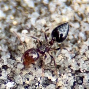 Crematogaster sp. (genus) at Lane Cove, NSW - 16 Jan 2025 03:21 PM